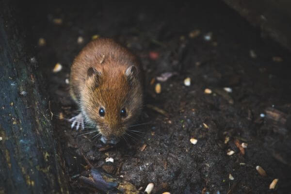PEST CONTROL ABBOTS LANGLEY, Hertfordshire. Pests Our Team Eliminate - Mice.