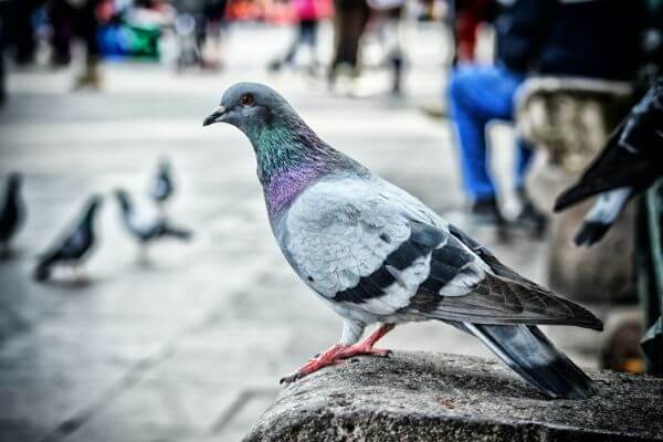 PEST CONTROL ABBOTS LANGLEY, Hertfordshire. Pests Our Team Eliminate - Pigeons.
