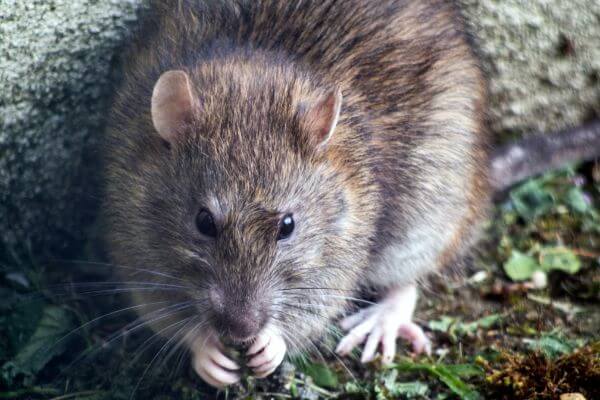 PEST CONTROL ABBOTS LANGLEY, Hertfordshire. Pests Our Team Eliminate - Rats.