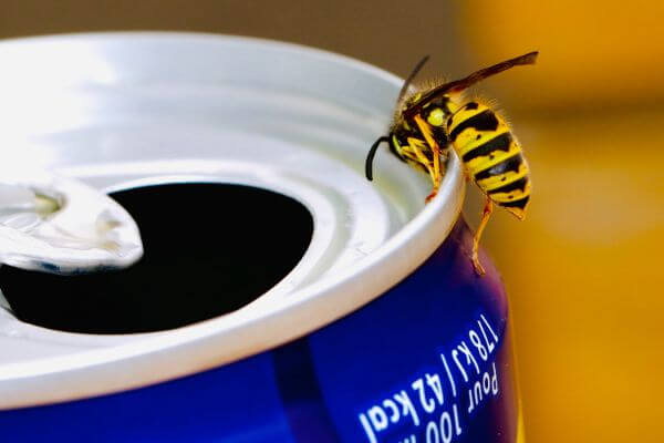 PEST CONTROL ABBOTS LANGLEY, Hertfordshire. Pests Our Team Eliminate - Wasps.